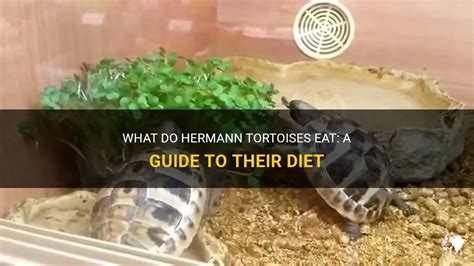 hermes tortoise tie|what do hermann tortoises eat.